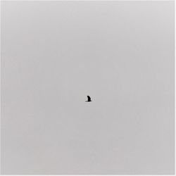 Bird flying against clear sky