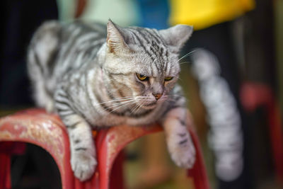 Close-up of a cat looking away