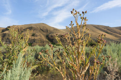 Plants growing on field against sky