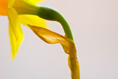 Close-up of yellow flower