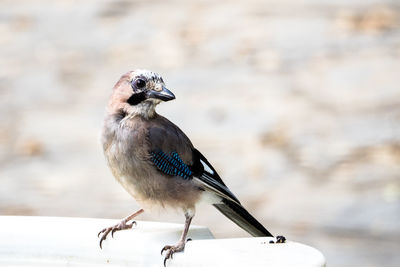 Close-up of bird perching outdoors