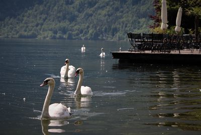 Swans swimming in lake