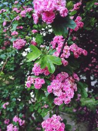 Close-up of pink flowers blooming outdoors