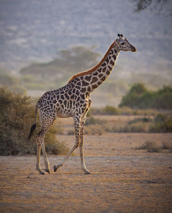 Close-up of giraffe