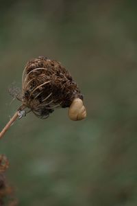 Close-up of insect