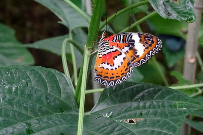 Close-up of butterfly on leaf