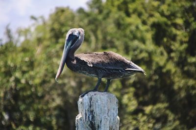 Close-up of bird perching on wooden post