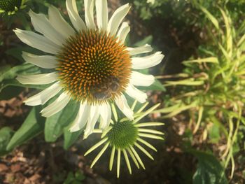 Close-up of coneflowers blooming outdoors