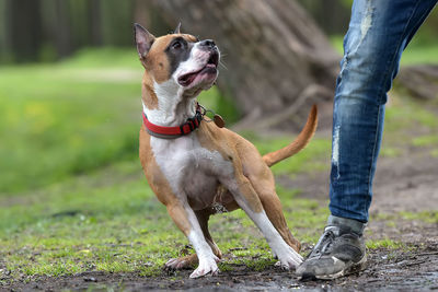 Low section of person with dog standing outdoors
