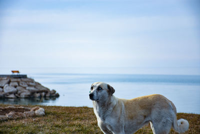 Dog looking at sea shore