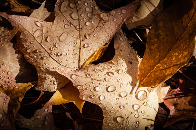 Close-up of water drops on dry leaves