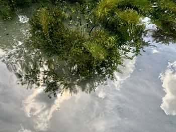 High angle view of plants in lake