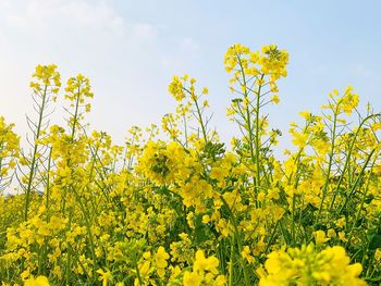 Yellow flowering plants on field against sky