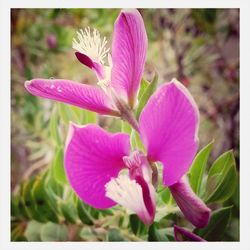 Close-up of pink flower