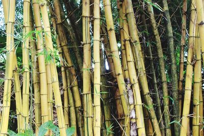 Full frame shot of bamboo plants in forest