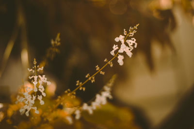 Close-up of cherry blossom on tree