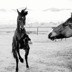 Horse on field against sky