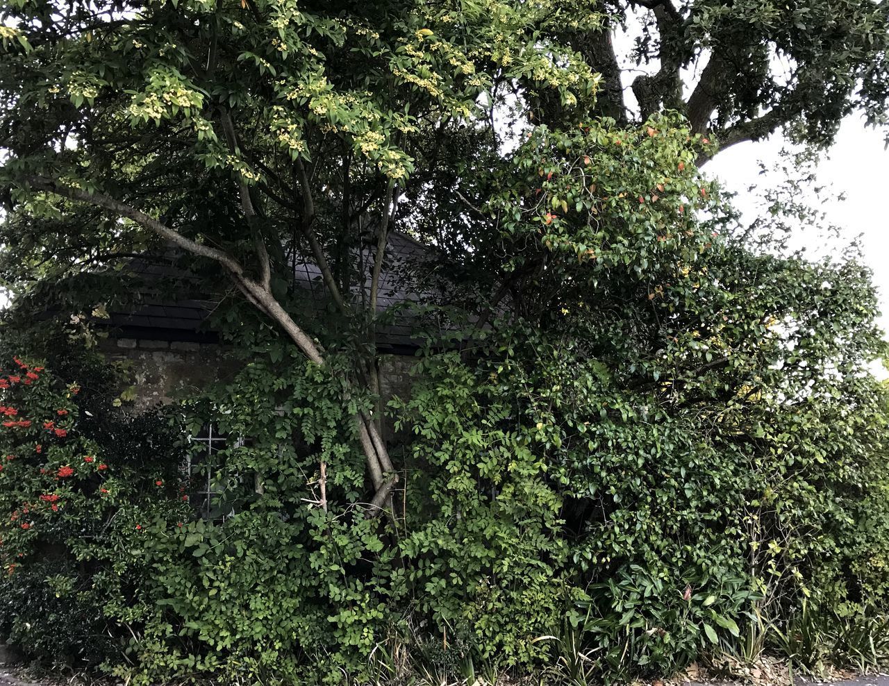 LOW ANGLE VIEW OF FRESH GREEN PLANTS IN FOREST