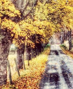 Footpath passing through forest