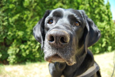 Close-up portrait of dog