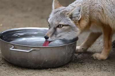 Close-up of dog drinking water