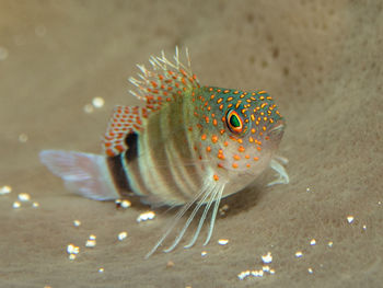 Close-up of fish swimming in sea