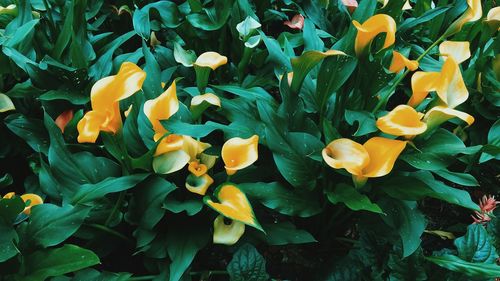 Close-up of yellow flowers in park