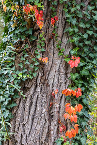 Close-up of orange flowering plant on tree trunk