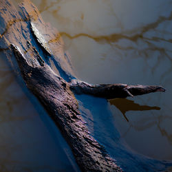 On river waters 035
high angle view of driftwood on river