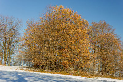 Trees on snow covered field against sky