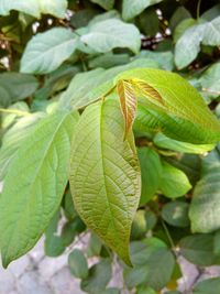 Close-up of fresh green leaf