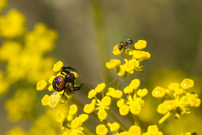 Close-up of spider catching ant on flower