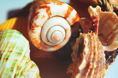 Close-up of snail