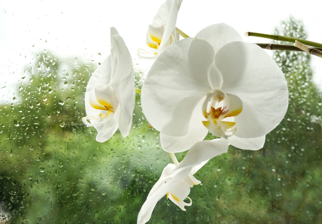 CLOSE-UP OF WET WHITE FLOWERING PLANTS