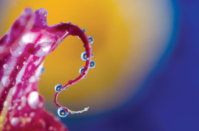 Close-up of water drop on leaf