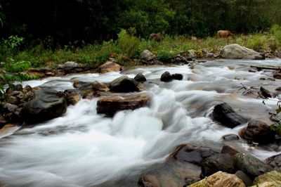 Scenic view of waterfall in forest