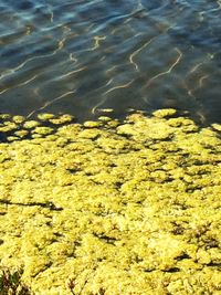 High angle view of fish underwater