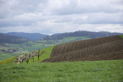 Scenic view of agricultural field against sky