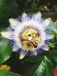 Close-up of purple flower blooming outdoors