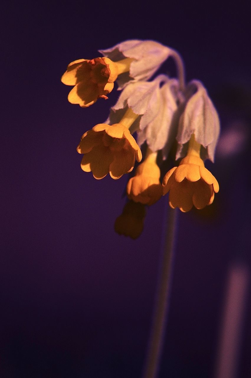 CLOSE-UP OF WILTED FLOWER PLANT AGAINST BLACK BACKGROUND