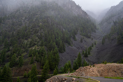 Scenic view of forest