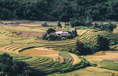 Scenic view of agricultural field