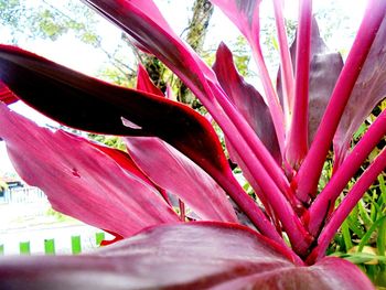 Close-up of pink flowering plant