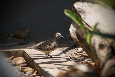 Close-up of bird perching