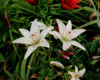 Close-up of white flowers blooming outdoors