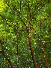 Low angle view of bamboo trees in forest
