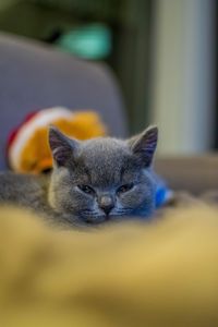 Close-up portrait of cat