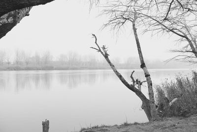 Bare trees by lake