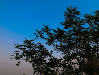 Low angle view of silhouette trees against blue sky