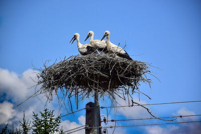 Low angle view of birds perching on nest
